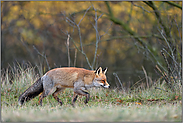 im Herbst am Waldrand... Rotfuchs *Vulpes vulpes*