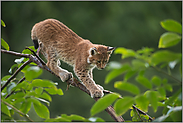 vorsichtig... Eurasischer Luchs *Lynx lynx*