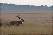 unruhig... Rothirsch *Cervus elaphus*