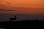 erschöpft im Abendrot... Rothirsch *Cervus elaphus*