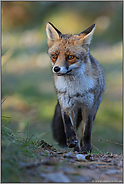 neugierig interessiert... Rotfuchs *Vulpes vulpes*