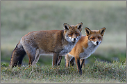 individuell verschieden... Rotfuchs *Vulpes vulpes*