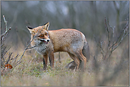 Verbissschäden... Rotfuchs *Vulpes vulpes*