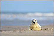 am weiten Sandstrand... Kegelrobbenbaby *Halichoerus grypus* auf der Helgoländer Düne