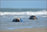 Kolosse im Wasser... Kegelrobbe *Halichoerus grypus*