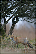 ein Landschaftsfoto... Rotfuchs *Vulpes vulpes*