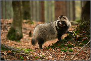 zur Lebensweise... Marderhund *Nyctereutes procyonoides*