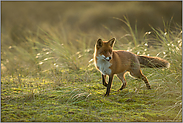 für einen Moment... Rotfuchs *Vulpes vulpes*