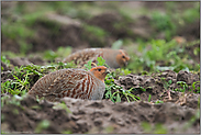 schlechtes Wetter... Rebhühner *Perdix perdix*