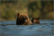 im Wasser, zwei hintereinander... Europäische Braunbären *Ursus arctos*