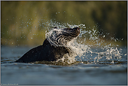 Schleudergang... Europäischer Braunbär *Ursus arctos* schüttelt Wasser aus dem Fell