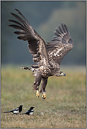 auf geht's... Seeadler *Haliaeetus albicilla*, vom Boden auffliegender Jungvogel