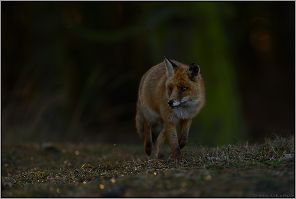dämmerungsaktiv... Rotfuchs *Vulpes vulpes* auf dem Weg durch's Fuchsrevier