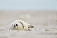 verteilt am Strand... Kegelrobbenbaby *Halichoerus grypus*