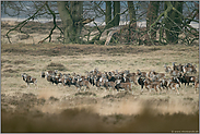 nervös... Europäischer Mufflon *Ovis orientalis*, Muffelherde in steppenähnlicher Landschaft