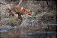 am Tümpel... Rotfuchs *Vulpes vulpes*