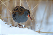 heimlich... Wasserralle *Rallus aquaticus* im Schnee