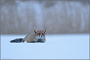 ein Wintermärchen... Rotfuchs *Vulpes vulpes* liegt im Schnee