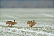 Hasenjagd... Feldhase *Lepus europaeus*, Paarungstreiben in der Rammelzeit