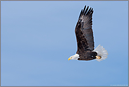 im Flug... Weisskopfseeadler *Haliaeetus leucocephalus*