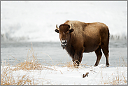 am Yellowstone River... Amerikanischer Bison *Bison bison*