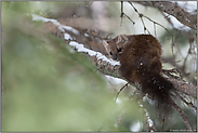 wuschelig und ziemlich wuselig... Amerikanischer Baummarder *Martes americana* im Baum