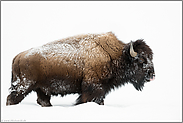 ein beeindruckendes Tier...  Amerikanischer Bison *Bison bison* in Schnee und Eis