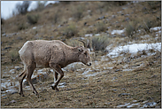 Nahrungsgründe... Dickhornschaf *Ovis canadensis*