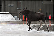 Stadt-Elch... Elch *Alces alces*, Jungtier auf einem Parkplatz mitten in der Stadt