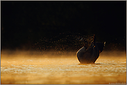 glühendes Wasser... Kanadagans *Branta canadensis*