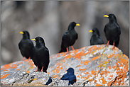 der (fast) ganze Trupp... Alpendohlen *Pyrrhocorax graculus*