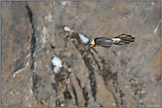 Stromlinie... Bartgeier *Gypaetus barbatus* auf Augenhöhe