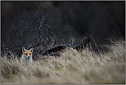 stiller Beobachter... Rotfuchs *Vulpes vulpes*