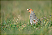 der Balzruf... Rebhuhn *Perdix perdix*