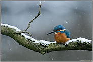 Wintereinbruch... Eisvogel *Alcedo atthis*