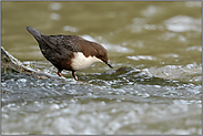 bei der Nahrungssuche... Wasseramsel *Cinclus cinclus* im Wildbach