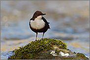 auf dem moosbedeckten Stein... Wasseramsel *Cinclus cinclus*