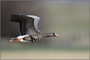 schneller Flug... Blässgans *Anser albifrons* am Niederrhein