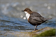 bei Sonnenschein... Wasseramsel *Cinclus cinclus* im Fluss