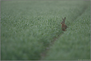 Häschen, hab acht... Feldhase *Lepus europaeus* frühmorgens im taunassen Feld