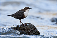 frühmorgens... Wasseramsel *Cinclus cinclus*