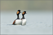 gemeinsam sind wir stark... Schwarzhalstaucher *Podiceps nigricollis* beim Hochzeitstanz