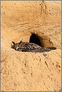 brütend in der Sandgrube... Europäischer Uhu *Bubo bubo*