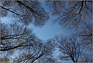 Frühlingserwachen... Baumkronen *Fagus sylvatica*