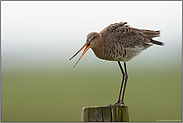 schimpfend... Uferschnepfe *Limosa limosa* auf Zaunpfahl