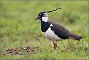 mit langer Federhaube... Kiebitz *Vanellus vanellus*, Männchen