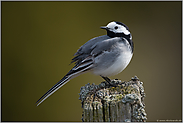 Rückblick... Bachstelze *Motacilla alba* sitzt auf einem Zaunpfahl