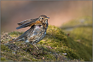 ich weiß von nix'... Singdrossel *Turdus philomelos* zuckt die Schultern