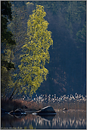 Frühling am See... Birke *Betula * im Gegenlicht