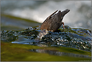 auf Tauchgang... Wasseramsel *Cinclus cinclus* hält den Kopf unter Wasser